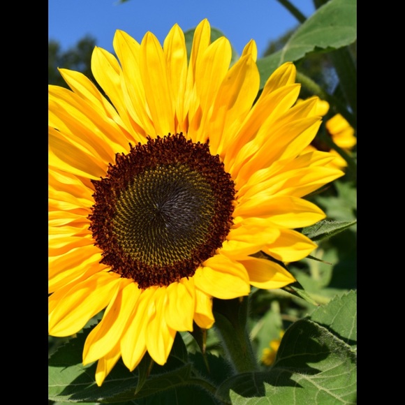 Meet your Posher, Amy - Picture 1 of 1